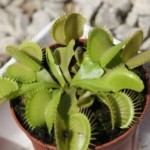 Venus flytrap grows with distilled water