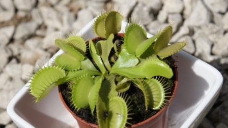 Distilled water for Carnivorous Plants