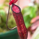 pitcher plants love distilled water