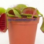 Venus Fly Trap Distilled Water