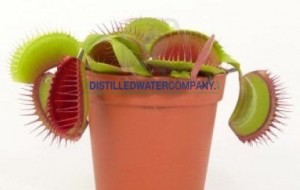 Venus Fly Trap Distilled Water