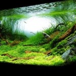 Reverse Osmosis Water Aquarium