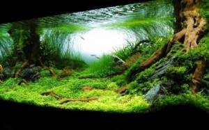 reverse osmosis water aquarium